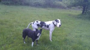 Buddy the great dane and friend Chloie