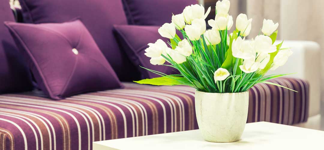 White tulips in front of a striped purple sofa 